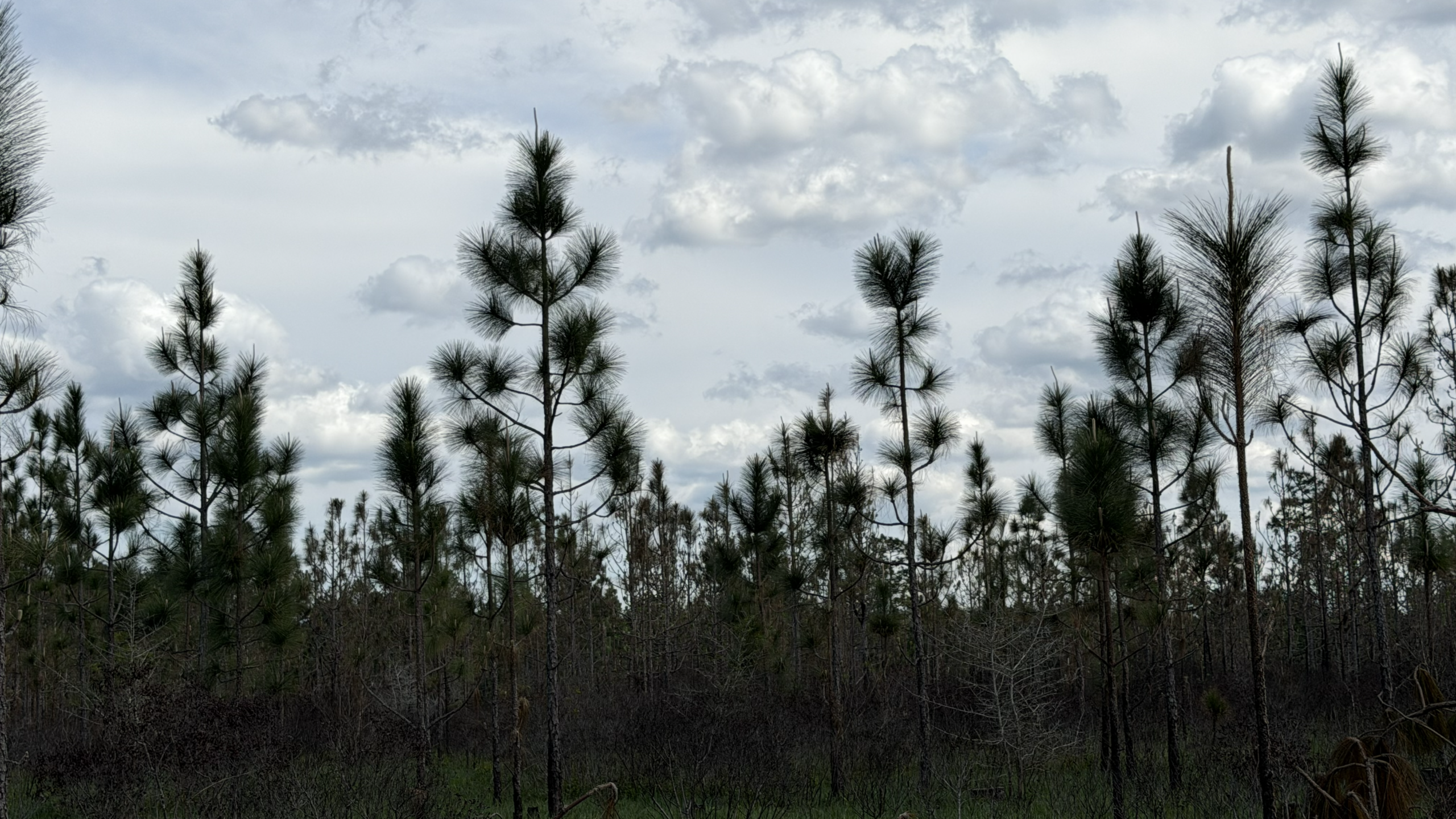 Young Longleaf